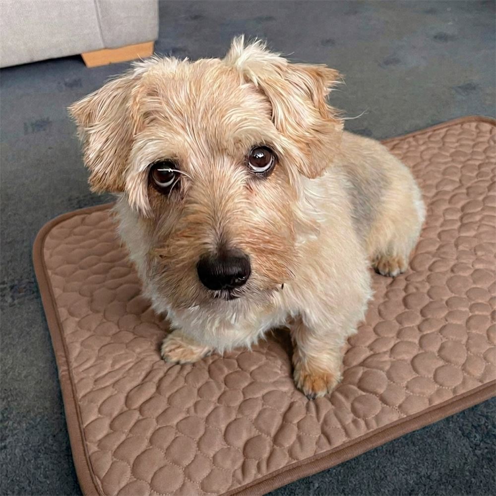 Terrier sitting on the brown cooling mat