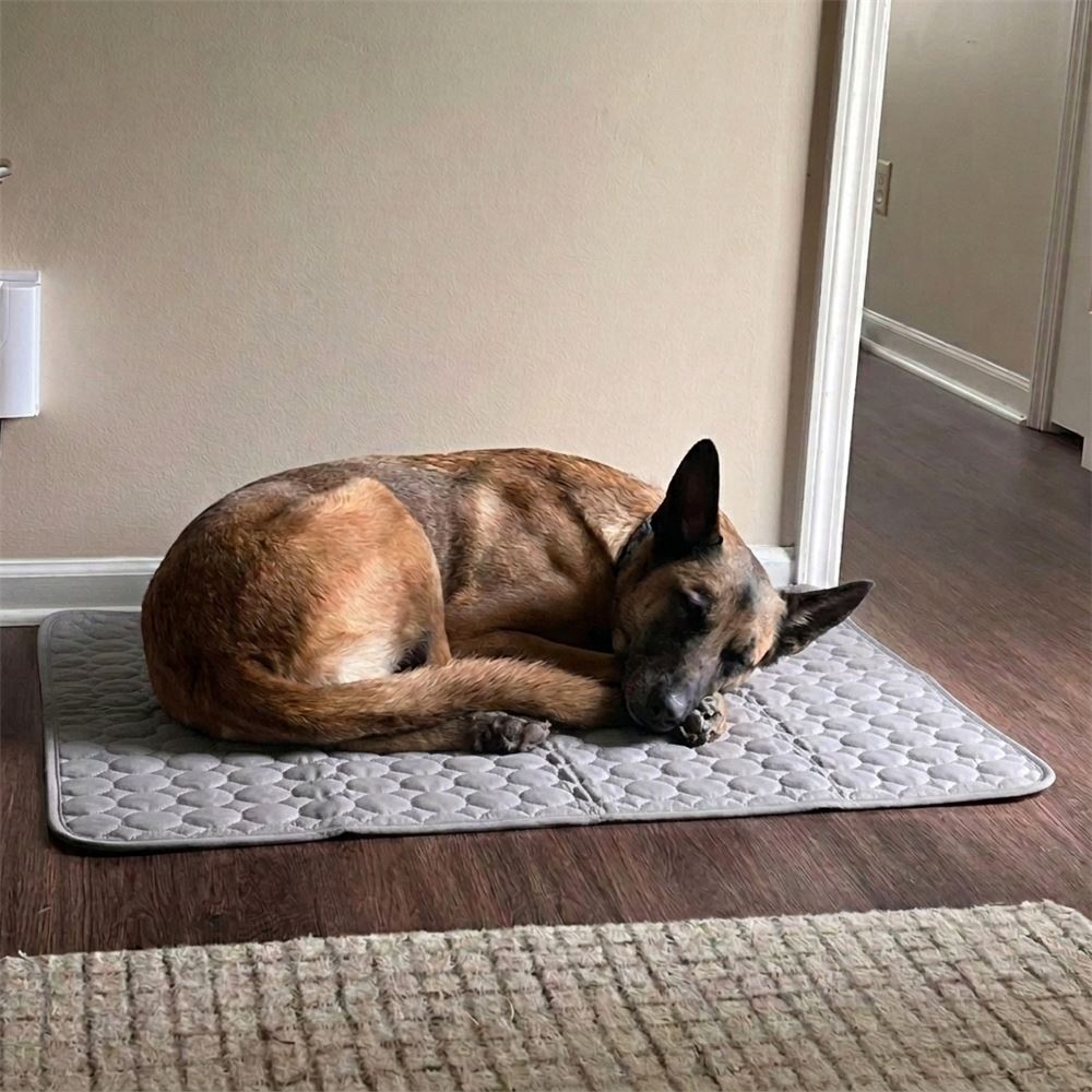 Dog curled up on the grey cooling mat by the hallway
