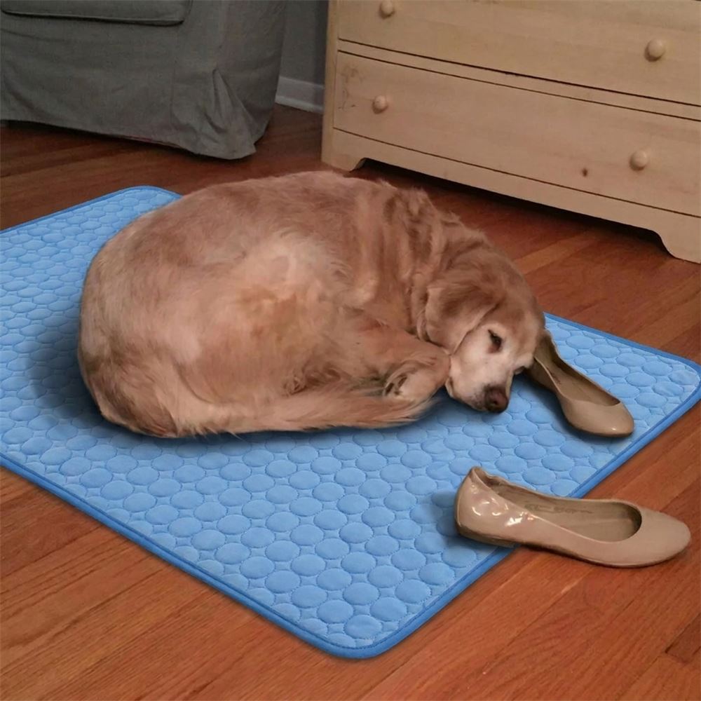 Golden sleeping on the blue cooling mat