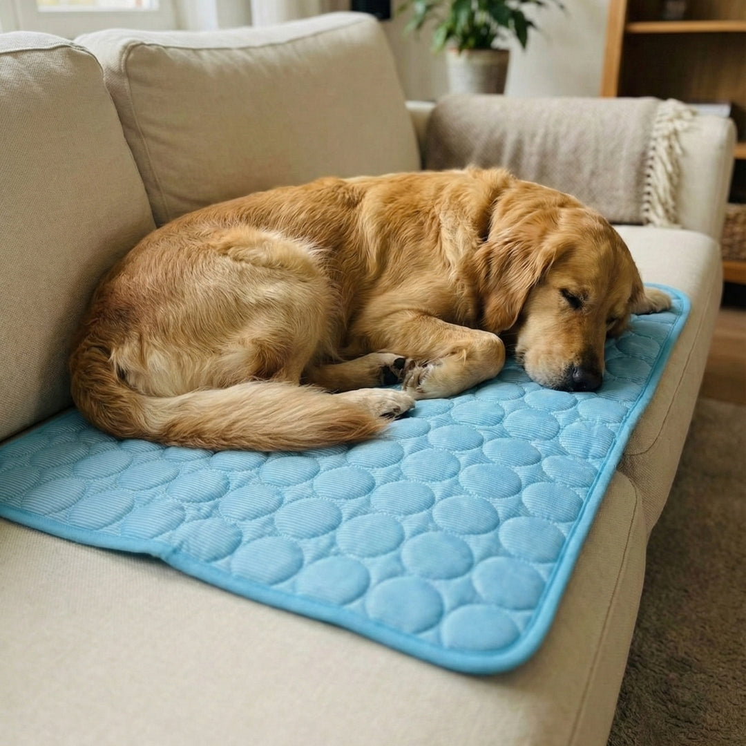 Golden sleeping on the blue Chillapet cooling mat on the couch