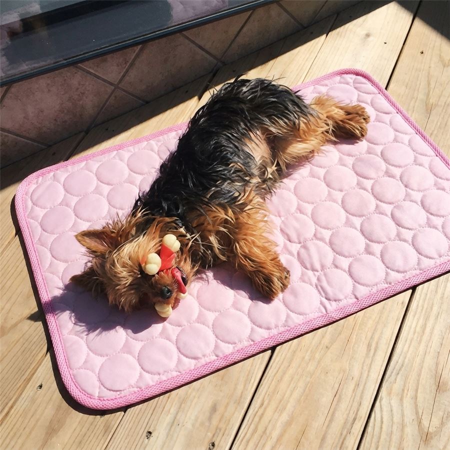 Yorkie stretched out on the pink Chillapet cooling mat in the sun