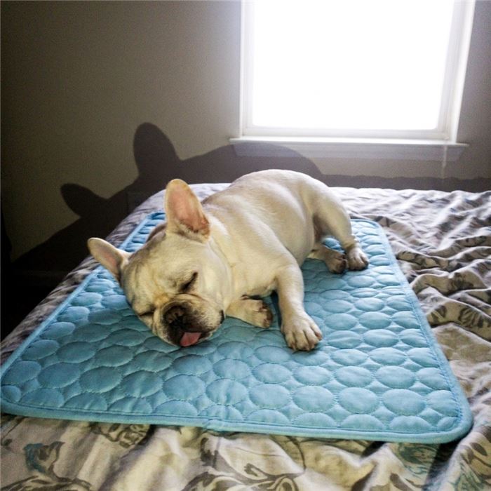 Frenchie napping on the blue cooling mat on the bed
