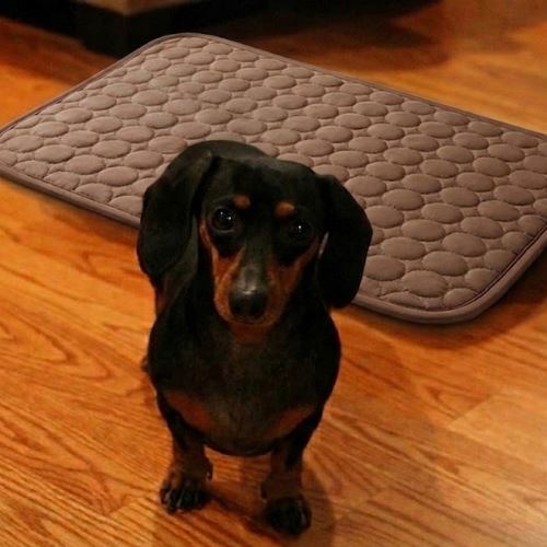 Dachshund next to the cooling mat at home