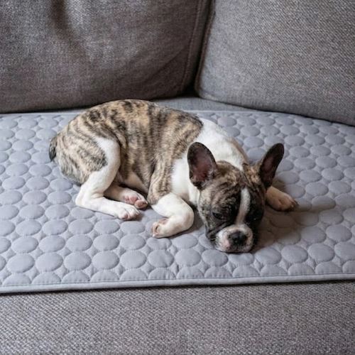 Frenchie sleeping on the cooling mat on the couch