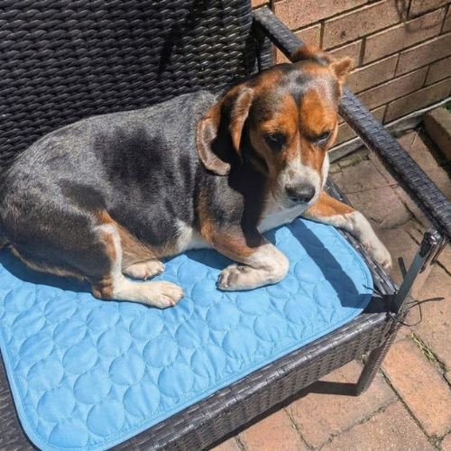 Beagle relaxing on the cooling mat outdoors
