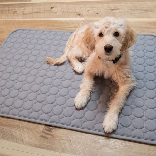 Doodle puppy lying on the cooling mat