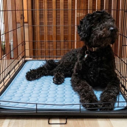 Doodle resting on the cooling mat in his crate