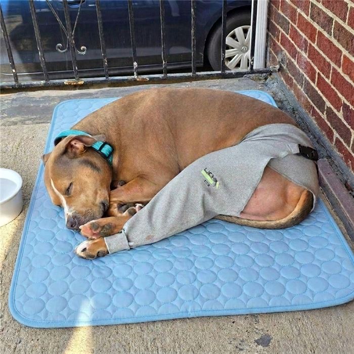 Dog in a recovery shirt sleeping on the blue cooling mat on the porch